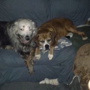 Meet your Posher, Annie